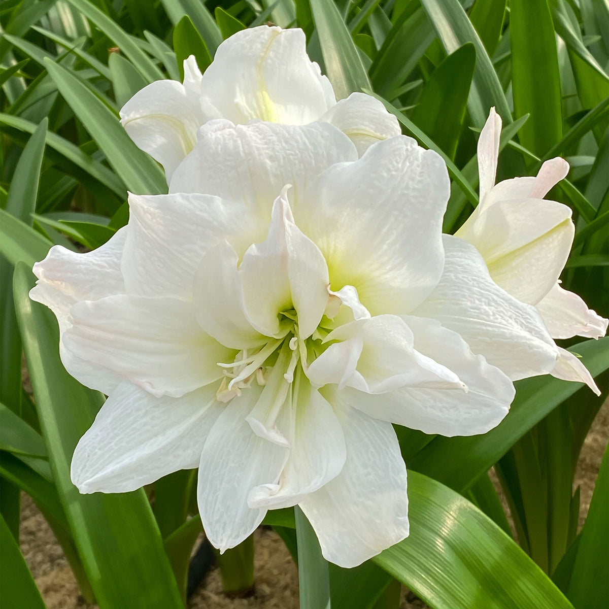 Amaryllis Hippeastrum 'Arctic Nymph' double-flowered white