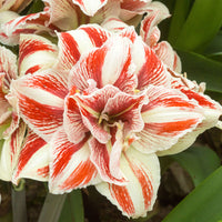 Amaryllis Hippeastrum 'Bright Nymph' double-flowered red-white