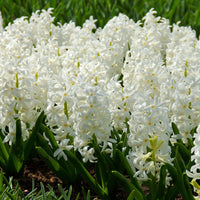 15 Hyacinth 'Canergie' White
