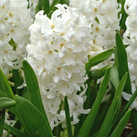 15 Hyacinth 'Canergie' White