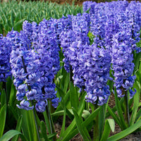 15 Hyacinth 'Delft Blue' Blue