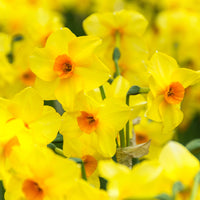 40x Daffodil Narcissus 'Martinette' small flowered yellow