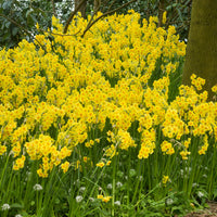 40x Daffodil Narcissus 'Martinette' small flowered yellow