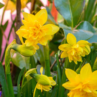 25x Daffodil Narcissus 'Tete Boucle' double-flowered yellow