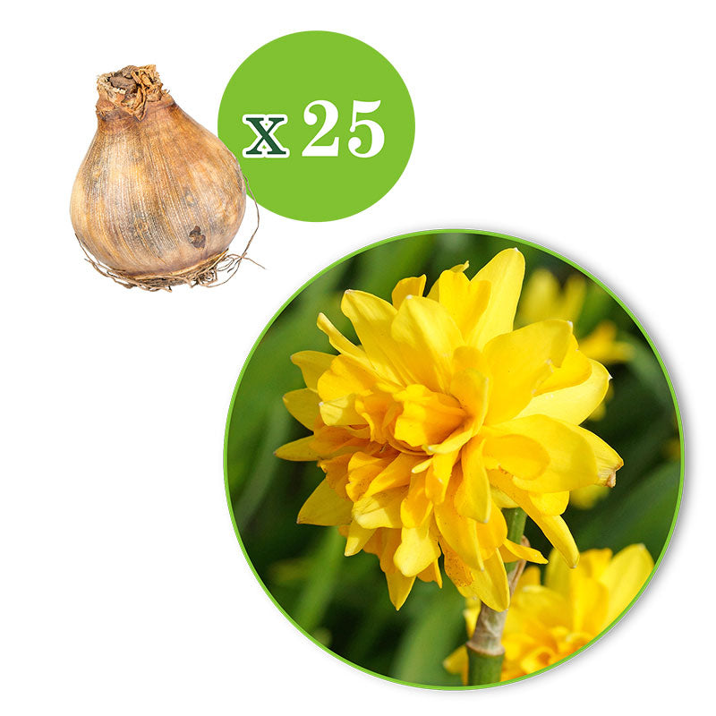 25x Daffodil Narcissus 'Tete Boucle' double-flowered yellow