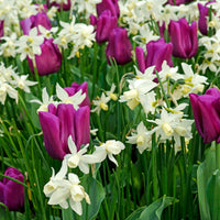 25x Daffodil Narcissus 'Thalia' white
