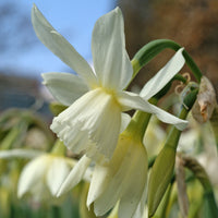 25x Daffodil Narcissus 'Thalia' white