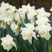15x Daffodil Narcissus 'Mount Hood' white