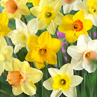 30x Daffodil Narcissus - Mix 'Super Trumpets'