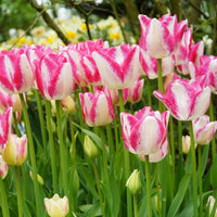 18x Tulip Tulipa 'Del Piero' white-pink