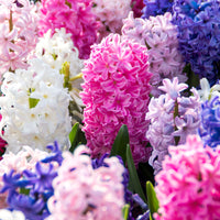 5 Hyacinth 'Colorful Temptation'  Mix