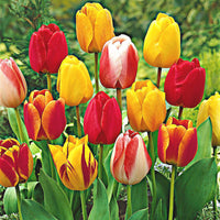 8x Tulips and daffodils - Mix 'Adagio' Organic Mix - Bio