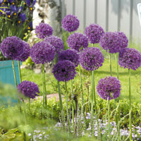 6x Allium 'Purple Sensation' Purple - Bio