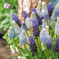 15x Blue grape hyacinths - Mix 'Blue And White'  - Bio