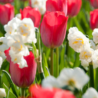 10x Tulips and daffodils - Mix 'Zomerse Kleuren' Organic