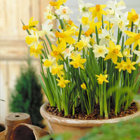 12x Daffodil Narcissus - Mix 'Botanical'  - Bio