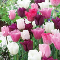 16x Tulip Tulipa 'The Pink Box' pink