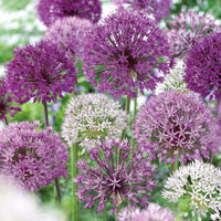 16x Allium - Mix 'The Purple Box' purple