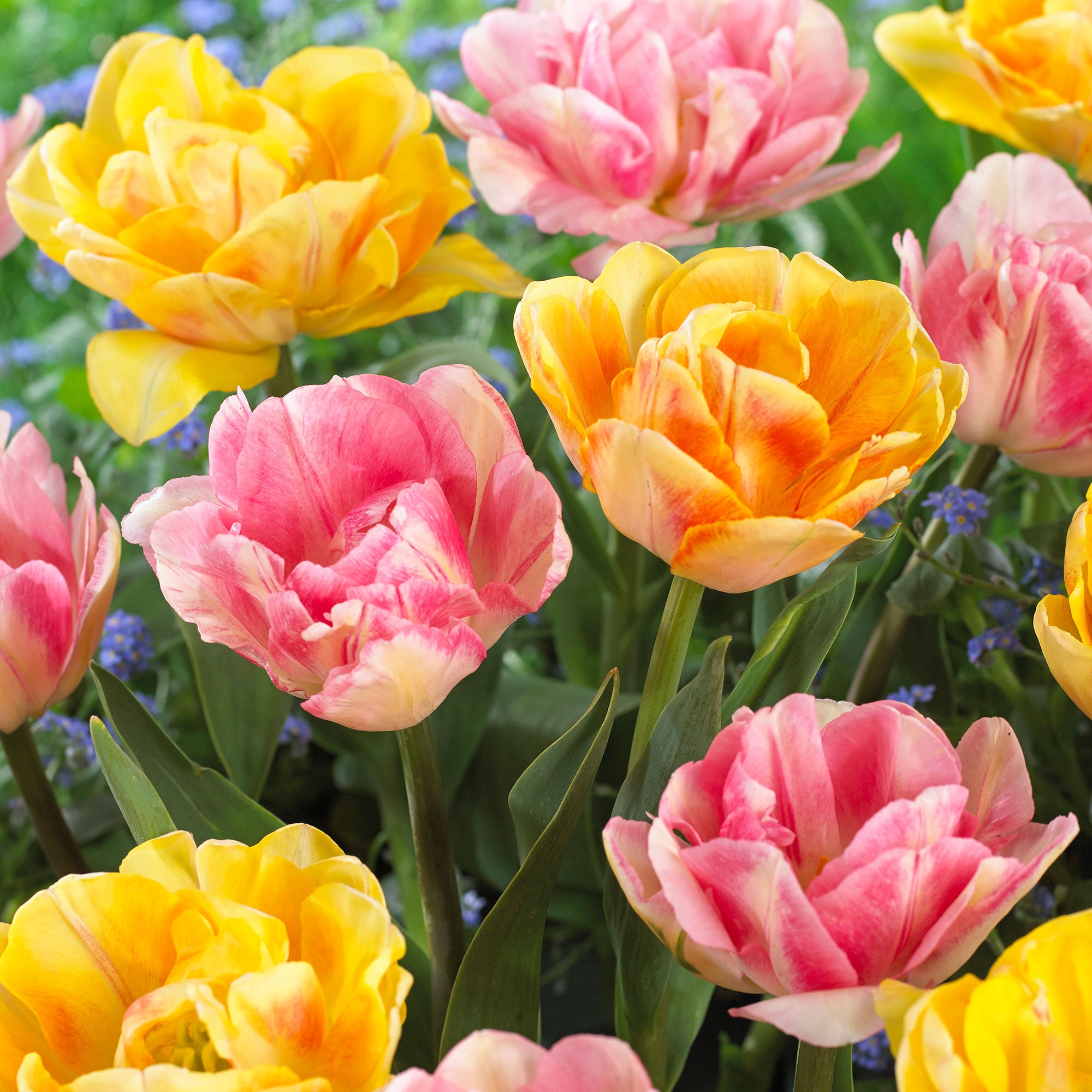 Buy 16x Tulip Tulipa - Mix 'Foxy Freedom' Pink-Yellow | Bakker.com