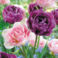 16x Tulip Tulipa - Mix 'Dancing Queen' Purple-Pink