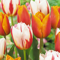 16x Tulip Tulipa - Mix 'Sunset Sky' Orange-Red-White