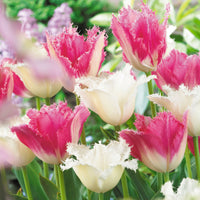 16x Tulip Tulipa - Mix 'Royal Wedding' Pink-White