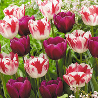 16x Tulip Tulipa - Mix 'Flames At Night' Purple-Red-White