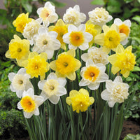 20x Daffodil Narcissus - Mix 'Hello Spring!'