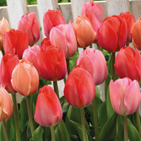 25x Tulip Tulipa - Mix 'Hello Spring' red Red-Orange-Pink
