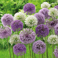 20x Allium - Mix 'Hello Spring' purple
