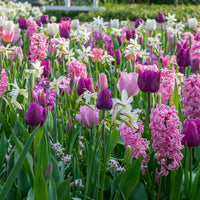 24x Tulips, daffodils and hyacinths - Mix 'Ratatouille' purple-pink