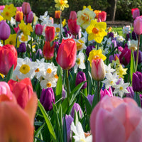 28x Tulips and daffodils - Mix 'Ratatouille Rainbow'