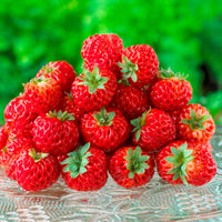 2x Strawberry Fragaria x Ananassa 'NoMieze' Organic