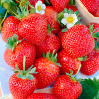 2x Strawberry Fragaria x Ananassa Organic