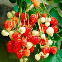 2x Wild strawberry Fragaria x Ananassa Organic