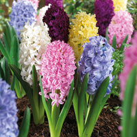 7 Hyacinth 'Blooming And Booming' Mix