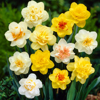 10x Daffodil Narcissus - Mix 'Double Trouble'