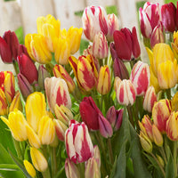 12x Tulip Tulipa - Mix 'Multiflora' Red-Yellow-White