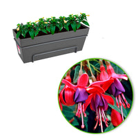 3x Fuchsia 'Lady Thumb' pink-white incl. balcony planter Anthracite - Hardy plant