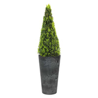 Buxus sempervirens incl. decorative pot Black