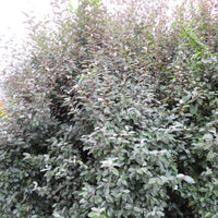 Ebbing's Silverberry Elaeagnus ebbingei - Hardy plant