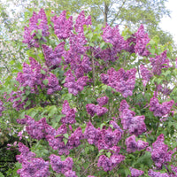 Lilac Purple - Hardy plant