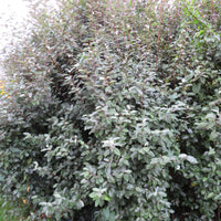 Ebbing's Silverberry Elaeagnus ebbingei - Hardy plant
