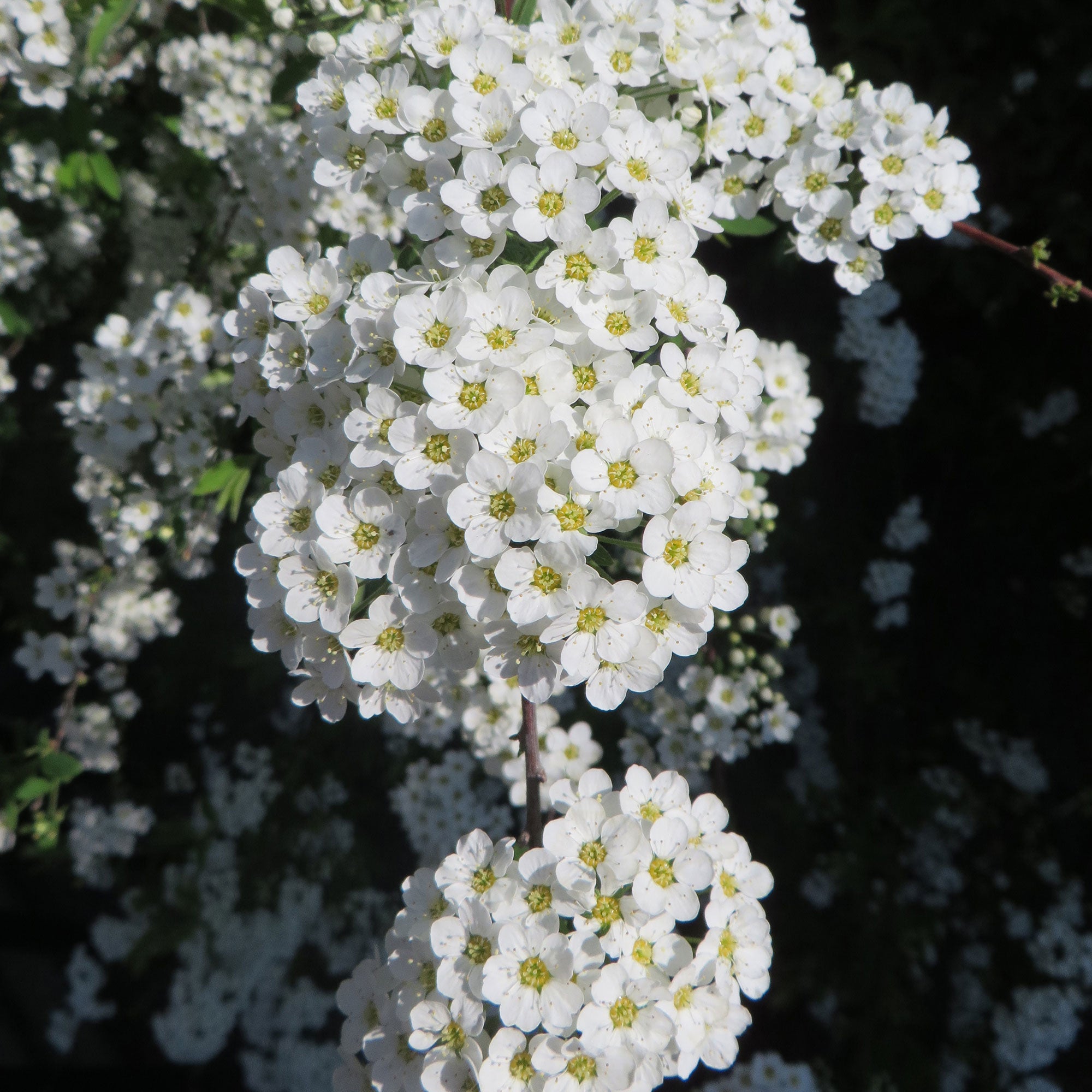Buy ornamental shrubs now Grefsheim Spiraea cinerea 'Grefsheim' - Hardy ...