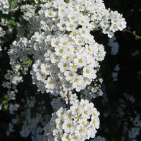 Grefsheim Spiraea cinerea 'Grefsheim' - Hardy plant White