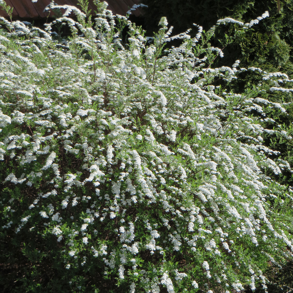 Grefsheim Spiraea cinerea 'Grefsheim' - Hardy plant White