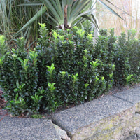 Japanese spindle 'Green Spire' - Hardy plant