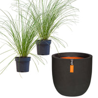 2x . 'Prairie Fire' green-brown incl. decorative pot