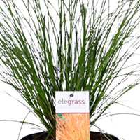 2x . 'Prairie Fire' green-brown incl. decorative pot
