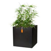 Bamboo Fargesia rufa incl. decorative pot - Hardy plant